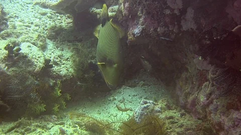 Trigger Fish Eating Featherstar, Philippines Stock Footage 116278232