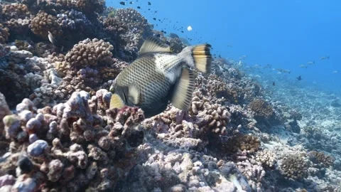 Trigger fish eating in Rangiroa reef Stock Footage 301149754