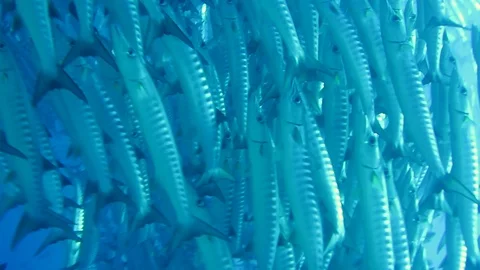 Trigger fish on the feed Stock Footage 101315630