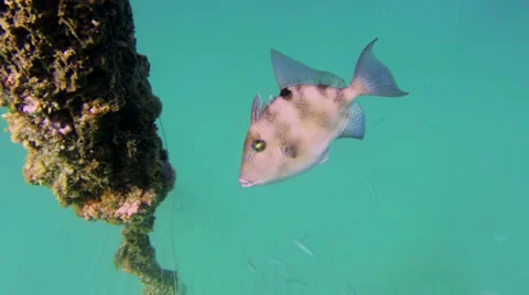 Trigger Fish Florida Stock Footage 39392719