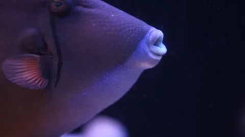Trigger fish Stock Footage 21191200