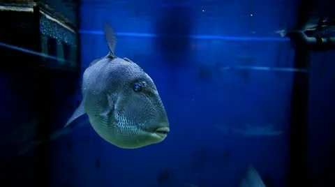Trigger fish Stock Footage 27612862