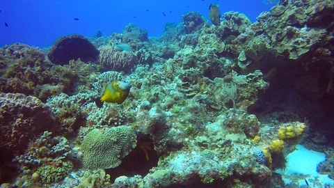 Trigger Fish 스톡 동영상 94004075