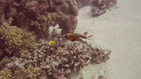 Trigger fish 库存影片 340228630
