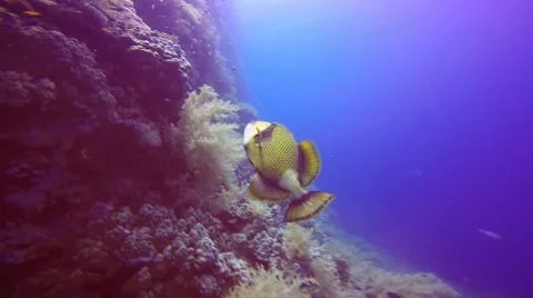 Trigger fish, frightened by the divers. Stock Footage 62068852