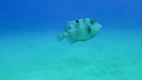 Trigger Fish Goes on the Right Side Stock Footage 124005160