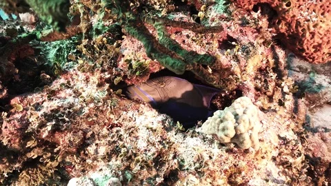 Trigger fish hiding in a hole Stock Footage 79742909