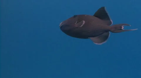 Trigger fish hovering over coral reef in the Red sea near Egypt. Stock Footage 64260381
