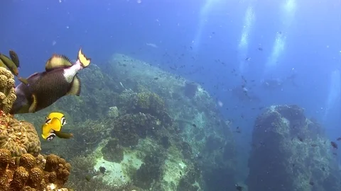 Trigger fish at Koh Tao Stock Footage 98302211