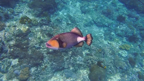 Trigger fish in Nusa Penida Stock Footage 205223855