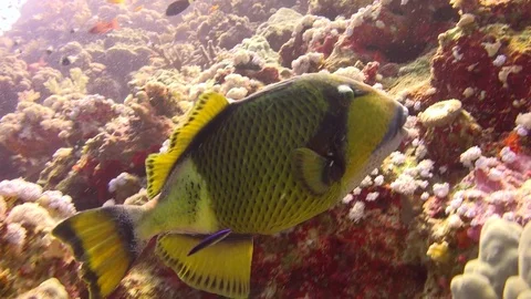 Trigger fish over colorful coral reef and Elphinstone. Stock Footage 71927505