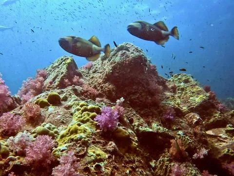 Trigger Fish Stock Photos