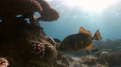 Trigger fish with powerful teeth easily bite the hard corals. Stock Footage 63979216