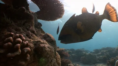 Trigger fish with powerful teeth easily bite the hard corals. Stock Footage 63981201