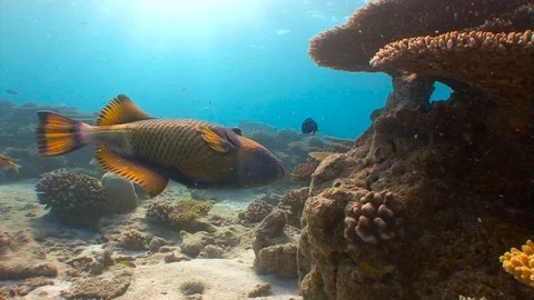 Trigger fish with powerful teeth easily bite the hard corals. Stock Footage 75865353