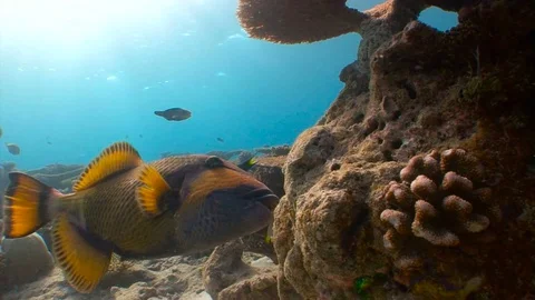 Trigger fish with powerful teeth easily bite the hard corals. Stock Footage 75865547