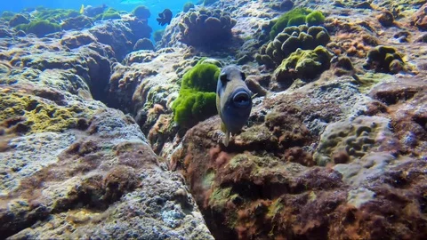Trigger fish puts up trigger fin with sun on his back on beautiful Stock Footage 120003155