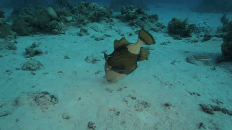 Trigger fish at the sea bed 動画素材 22707197