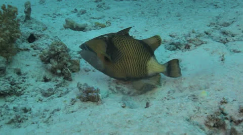 Trigger fish at the sea bed 库存影片 22707429