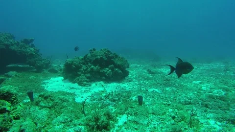 TRIGGER FISH swimming around me protecting her territory Video stock 123078093