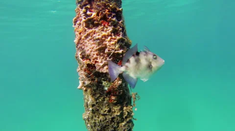 Trigger fish swimming Stock Footage 39384856