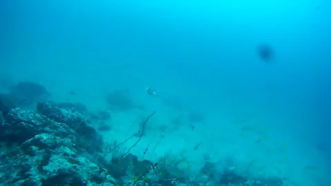 Trigger fish swimming in the sea Stock Footage 246787307