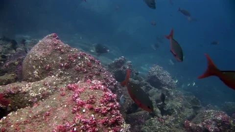Trigger fish underwater in Galapagos. Stock Footage 82708643