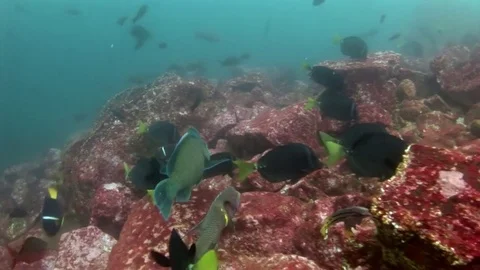Trigger fish underwater in Galapagos. Stock Footage 82708650