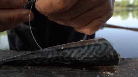 Trigger mackerel, dead fish. Innesco sgombro, pesce morto Stock Footage 129078869