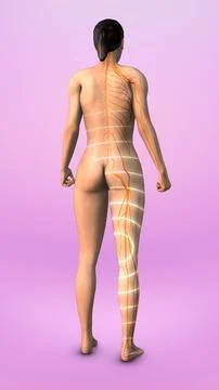 Trigger point for sciatica in human glutes Stock Illustration