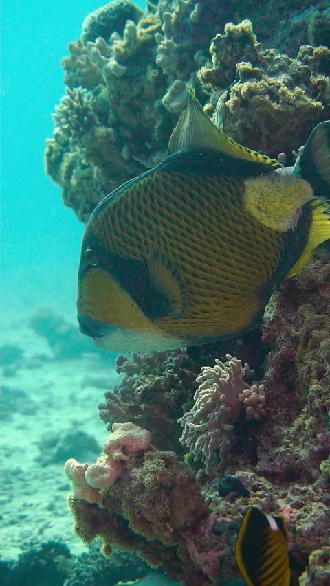 Trigger2 Stock Footage 225443278