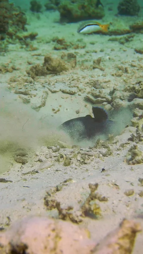 Trigger3 Stock Footage 225443636