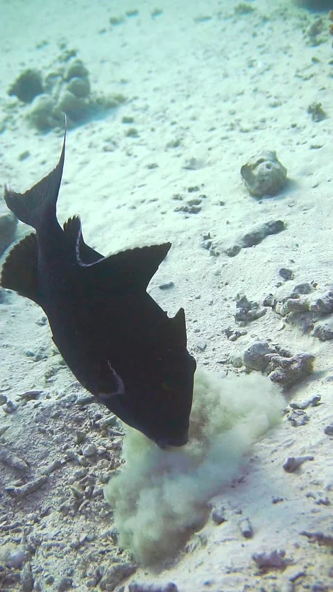 Trigger4 Stock Footage 225443690