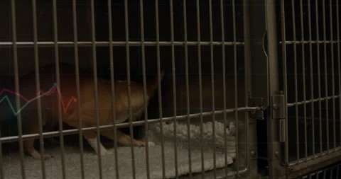 Triggered by fluctuating data trace, small tan dog sniffing blanket then Stock Footage 314095576