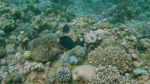 Triggerfish and Tropical Reef Fish Swimming Through Vibrant Coral Reef Ecosystem Stock Footage 311937826