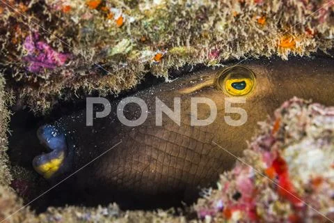 Triggerfish (Balistidae) hides in reef,Maui, Hawaii, United States of America Stock Photos