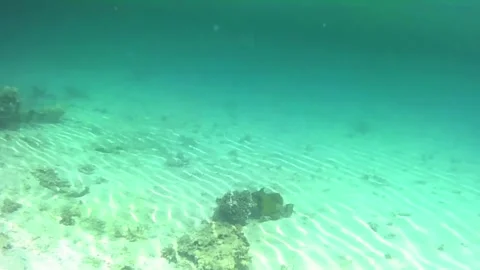 Triggerfish Camouflaged on Coral Reef Bottom in the Red Sea Stock Footage 339628873
