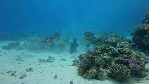 Triggerfish Feeding on Sandy Ocean Floor Near Coral Reef Stock Footage 310570737
