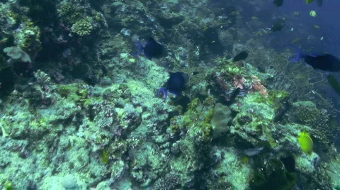 Triggerfish  Stock Footage 351083