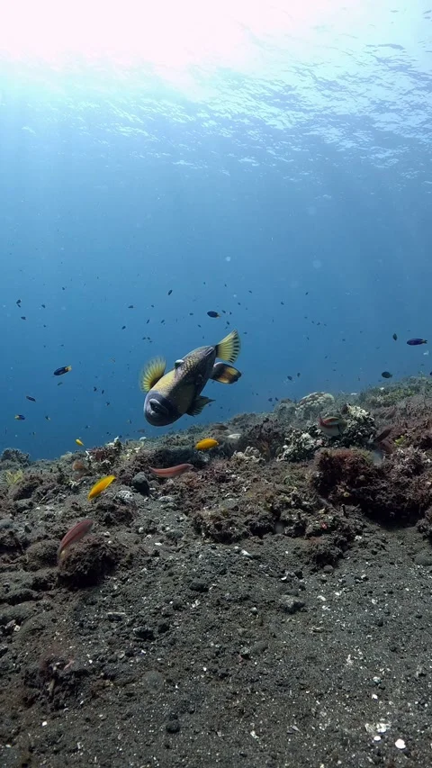 Triggerfish Stock Footage 286096692