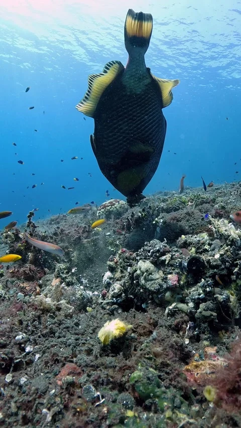 Triggerfish Stock Footage 286096710