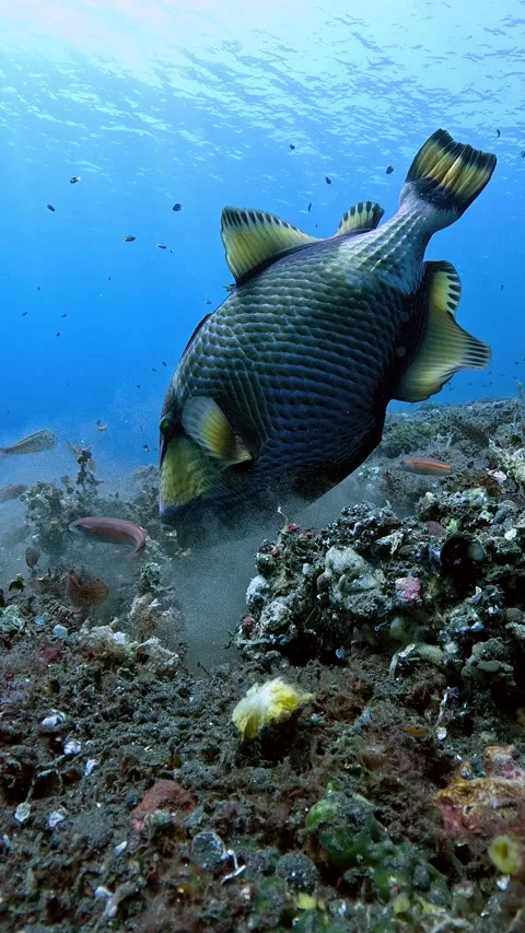 Triggerfish Stock Footage 286096719