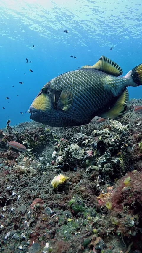 Triggerfish Stock Footage 286096759
