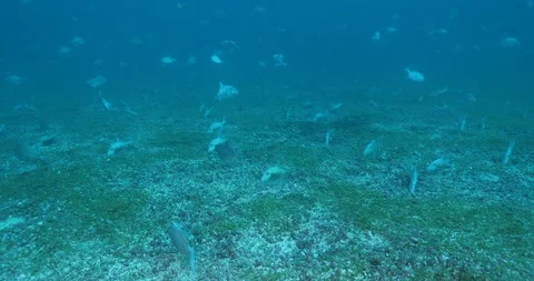 Triggerfish nesting 库存影片 115039044