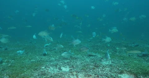 Triggerfish nesting 库存影片 115041085