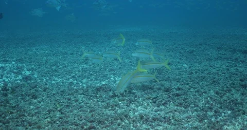 Triggerfish nesting 库存影片 115047301