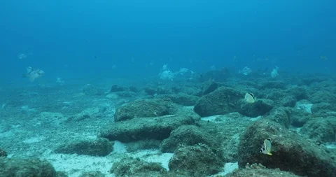 Triggerfish nesting Stock Footage 115052716