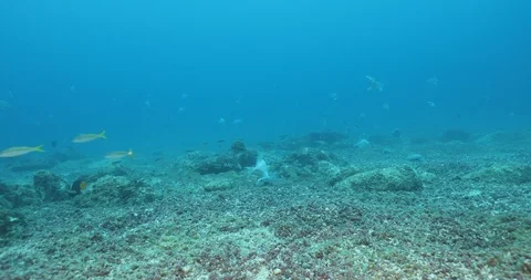 Triggerfish nesting 库存影片 115054929