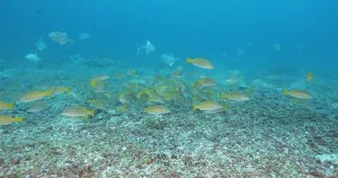 Triggerfish nesting Stock Footage 115055932