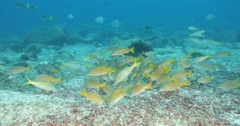 Triggerfish nesting Stock Footage 115056335